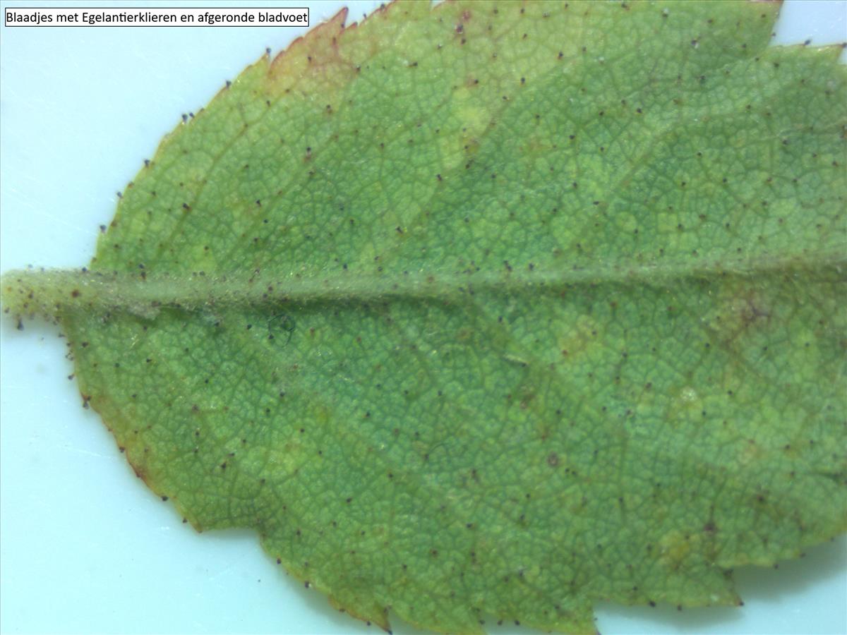 Rosa micrantha (door Jan Klinckenberg)